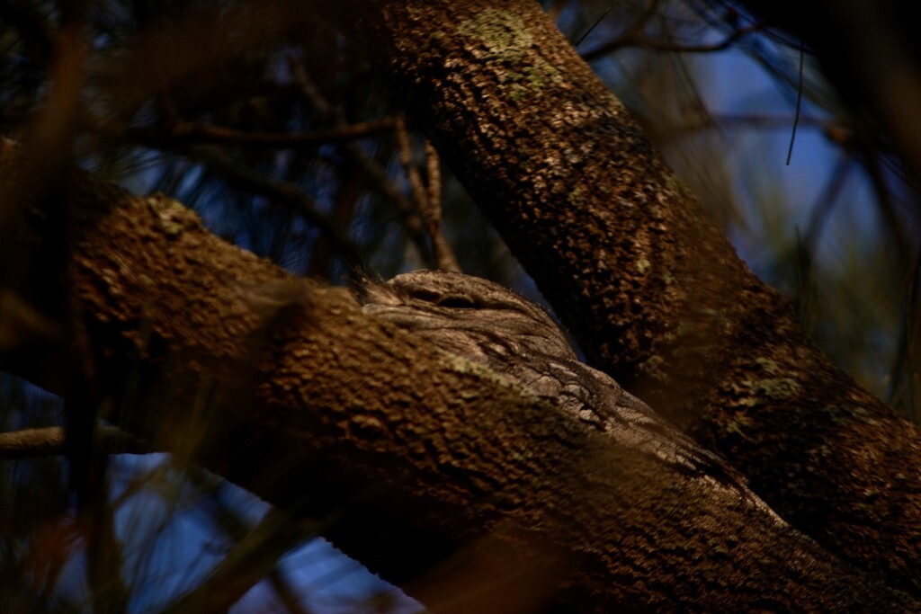 A Tawny frog mouth chic by kartia