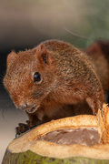 12th Dec 2023 - Brown Squirrel - Jomtien Beach