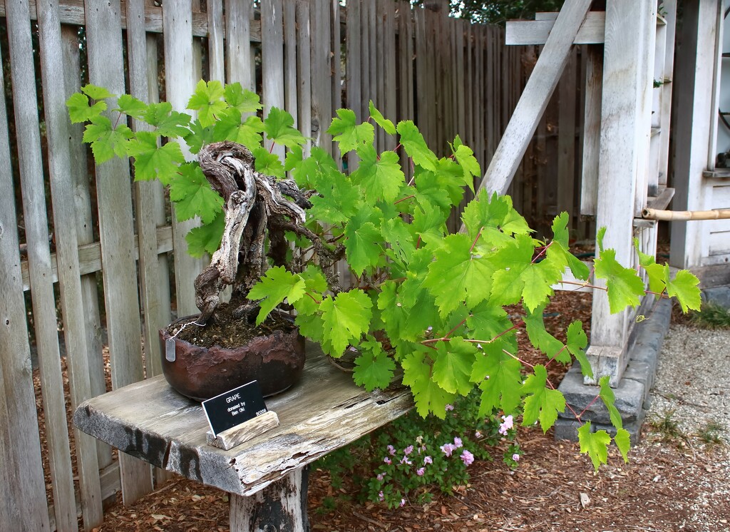 grape vine bonsai by blueberry1222