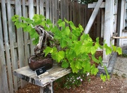 12th Dec 2023 - grape vine bonsai