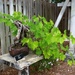 grape vine bonsai by blueberry1222