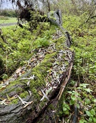 12th Dec 2023 - A fallen tree gathers ... a lot of moss!