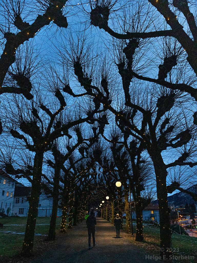 Linden trees with lights by helstor365