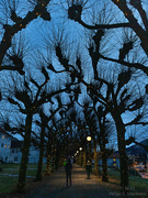 12th Dec 2023 - Linden trees with lights