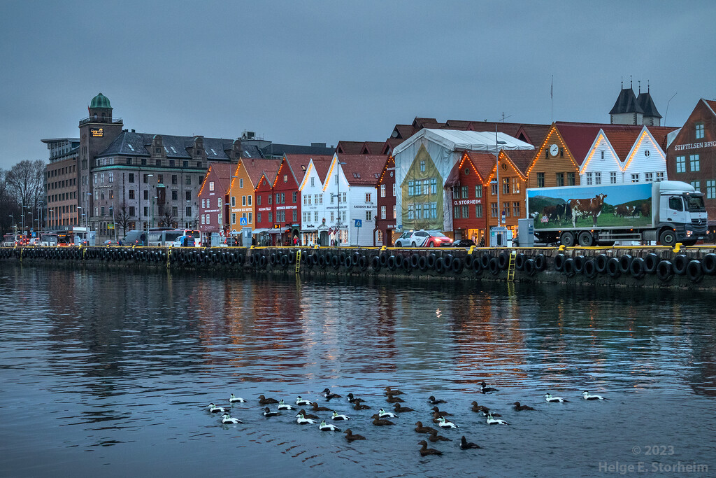 Eider ducks in Bergen Harbour by helstor365