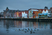 12th Dec 2023 - Eider ducks in Bergen Harbour