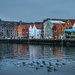 Eider ducks in Bergen Harbour by helstor365