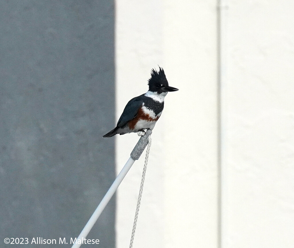 Belted Kingfisher by falcon11