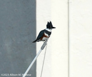 11th Dec 2023 - Belted Kingfisher