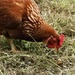 One of our 7 hens at mo 4 are laying the 3 younger will start sometime next month all are friendly  by Dawn