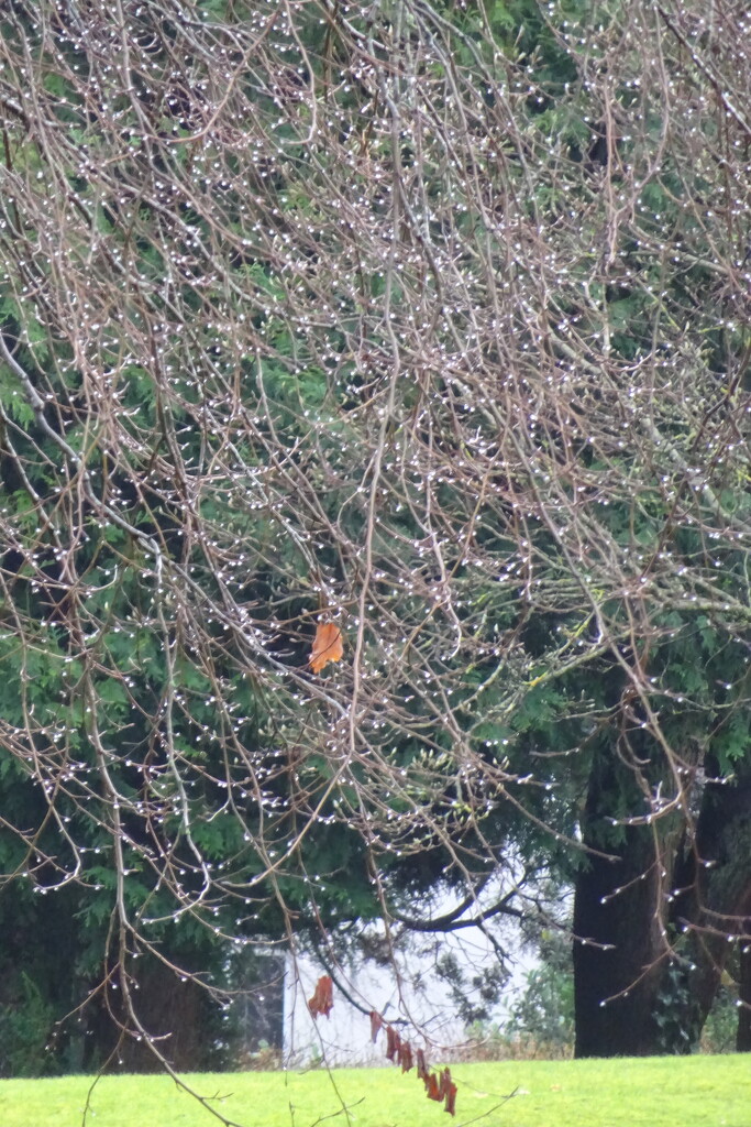 my friend* pointed out this robin in the tree by anniesue