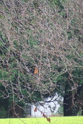 12th Dec 2023 - my friend* pointed out this robin in the tree