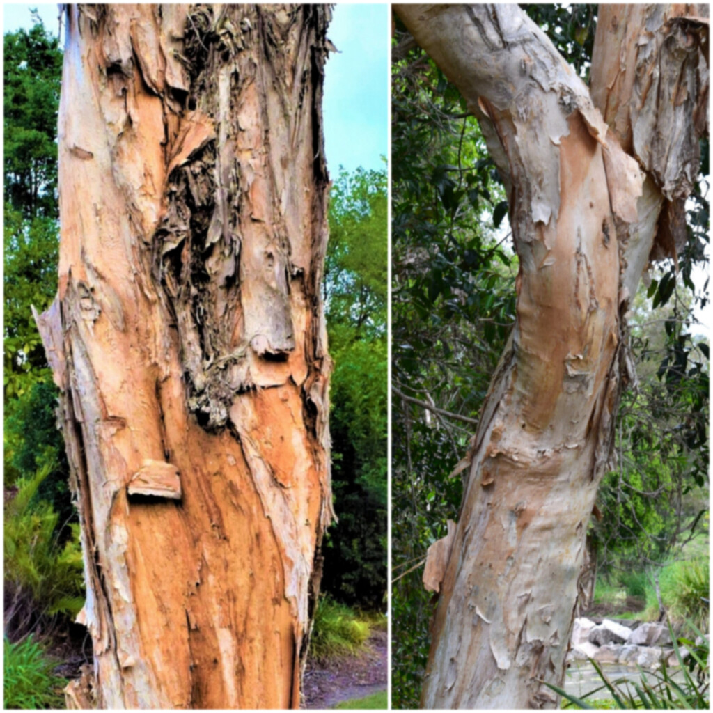   Two Very Different Paper Bark Tree Trunks ~  by happysnaps