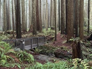 12th Dec 2023 - Florence Keller Redwoods 