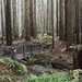 Florence Keller Redwoods  by pandorasecho