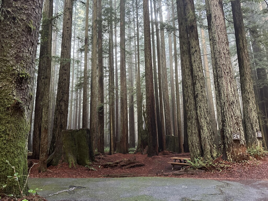 Florence Keller Redwoods by pandorasecho