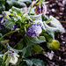 Frosting on the Pansies by randystreat