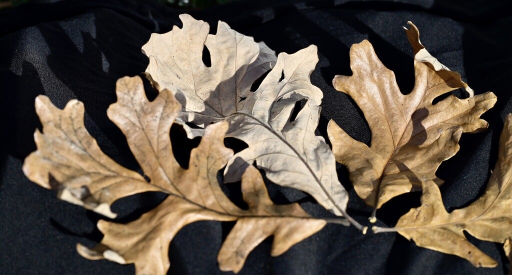 Oak Leaves by metzpah