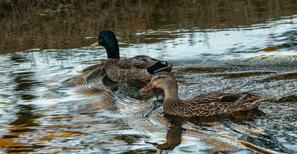 The Mallards were out Again! by rickster549