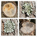 White Cedar Collage by onewing