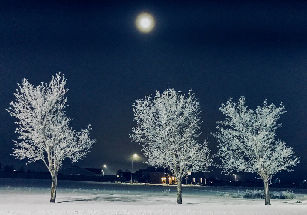 Frosted Tree Family with Moon by tapucc10