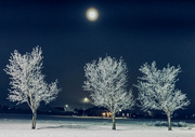 12th Dec 2023 - Frosted Tree Family with Moon
