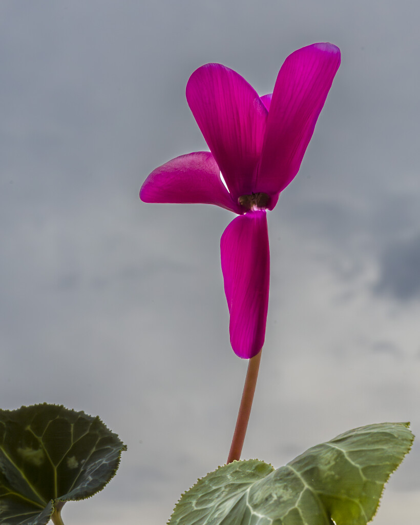 Cyclamen by briaan