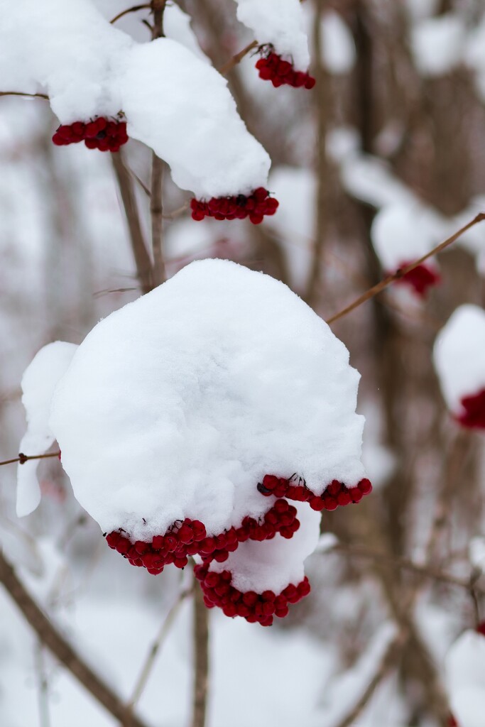 Red berries under snow by okvalle