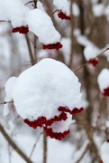 13th Dec 2023 - Red berries under snow