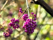 13th Dec 2023 - Pretty berries!