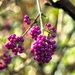 Pretty berries! by bigmxx