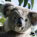 portrait by koalagardens