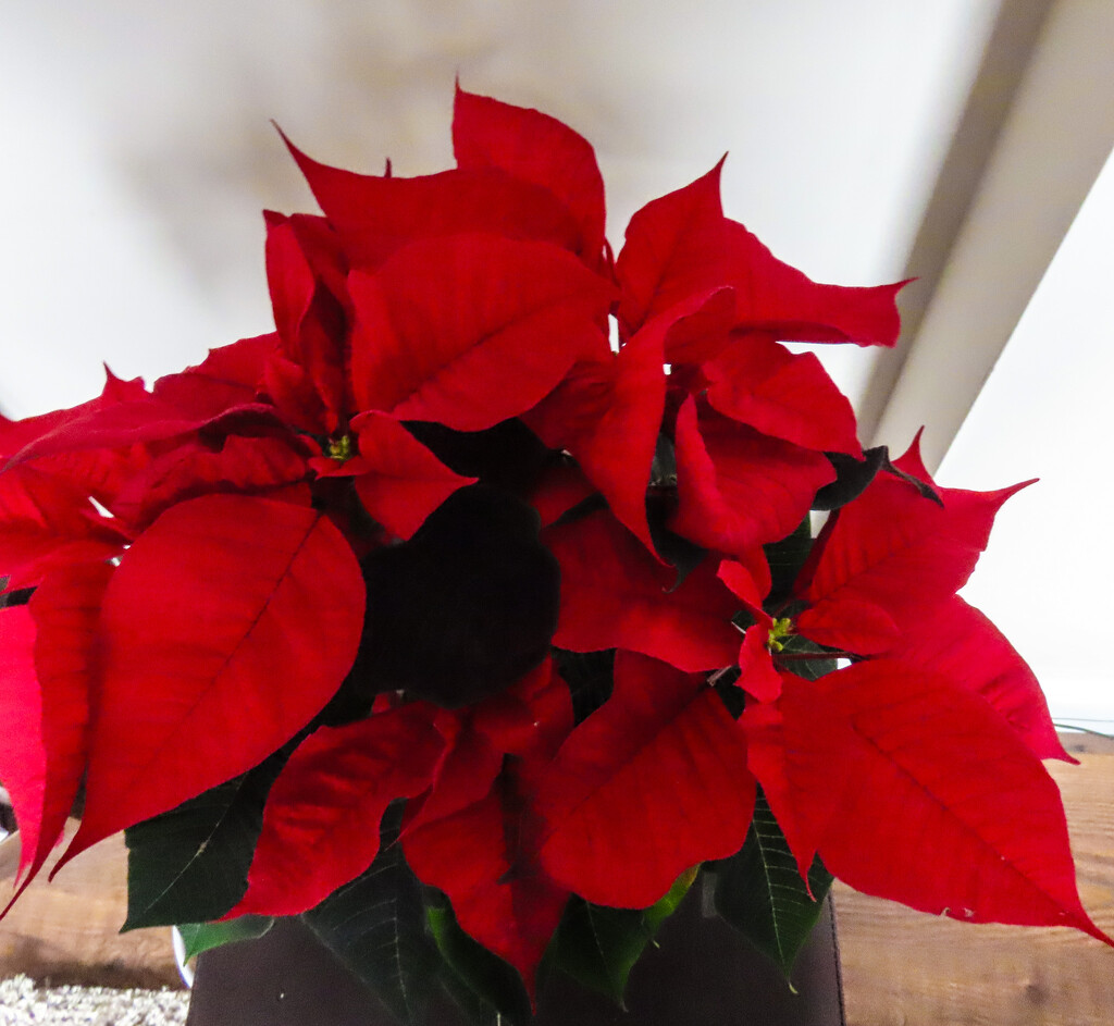 Poinsettia by mumswaby