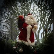 8th Dec 2023 - Santa Is Around