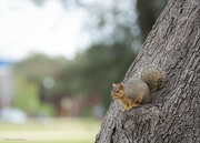 13th Dec 2023 - Squirrel on a Tree