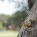 Squirrel on a Tree by dkellogg