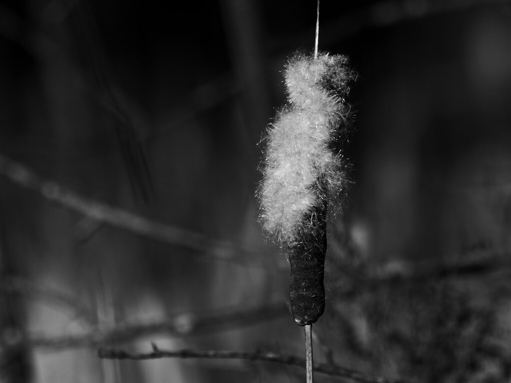 Cattail  by rminer