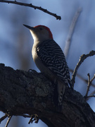 13th Dec 2023 - red-bellied woodpecker 