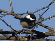 13th Dec 2023 - black-capped chickadee 