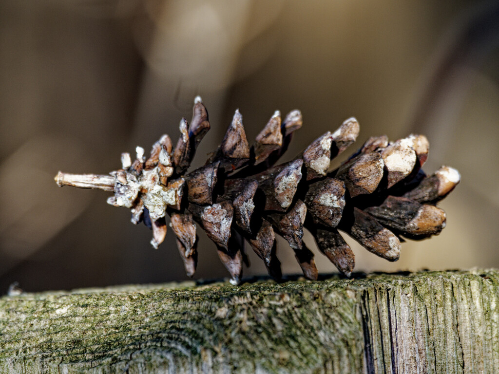 pinecone on a post by rminer
