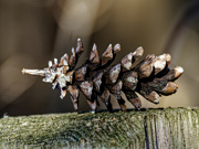 13th Dec 2023 - pinecone on a post