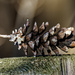 pinecone on a post by rminer