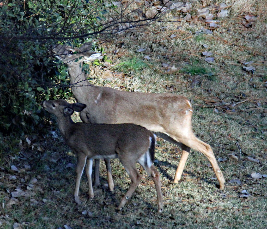 Nov 30 Deer Doe And Juvenile Eating Below Deck IMG_5337AA by georgegailmcdowellcom