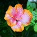  Orange Hibiscus ~ by happysnaps