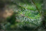 13th Dec 2023 - Annual Christmas Tree Cutting