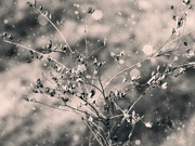 14th Dec 2023 - Playing with snow presets...
