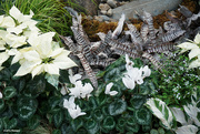 13th Dec 2023 - Holiday display plants