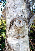14th Dec 2023 - The Eye of the Tree