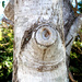 The Eye of the Tree by onewing