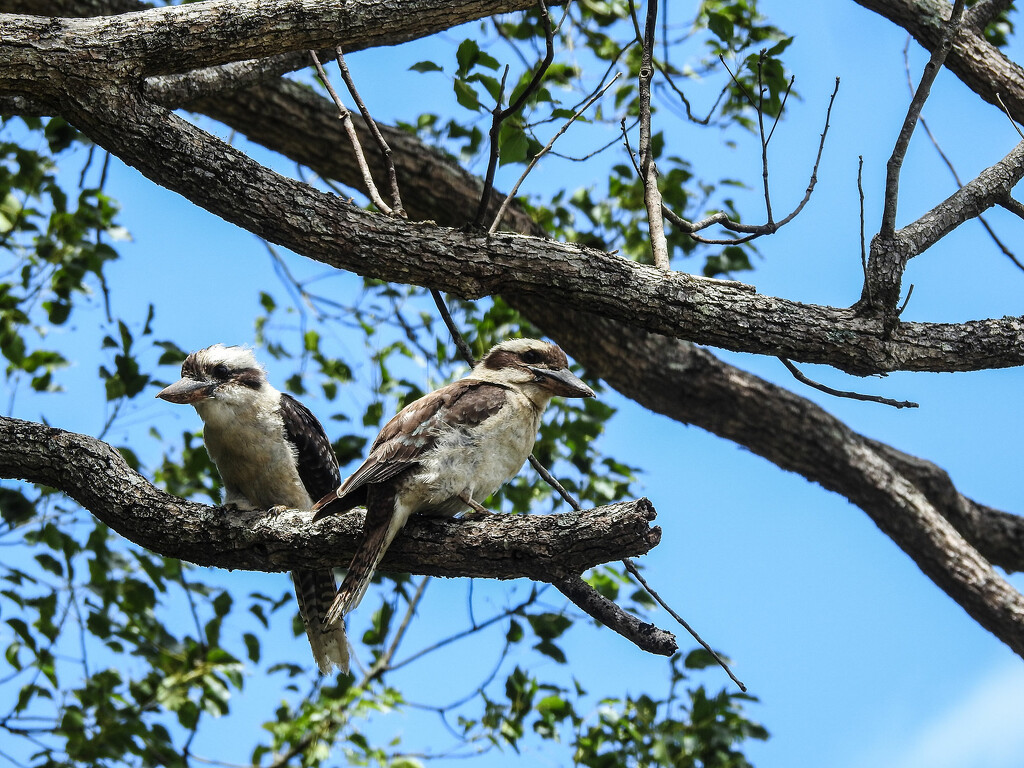 Kookaburras. by jeneurell